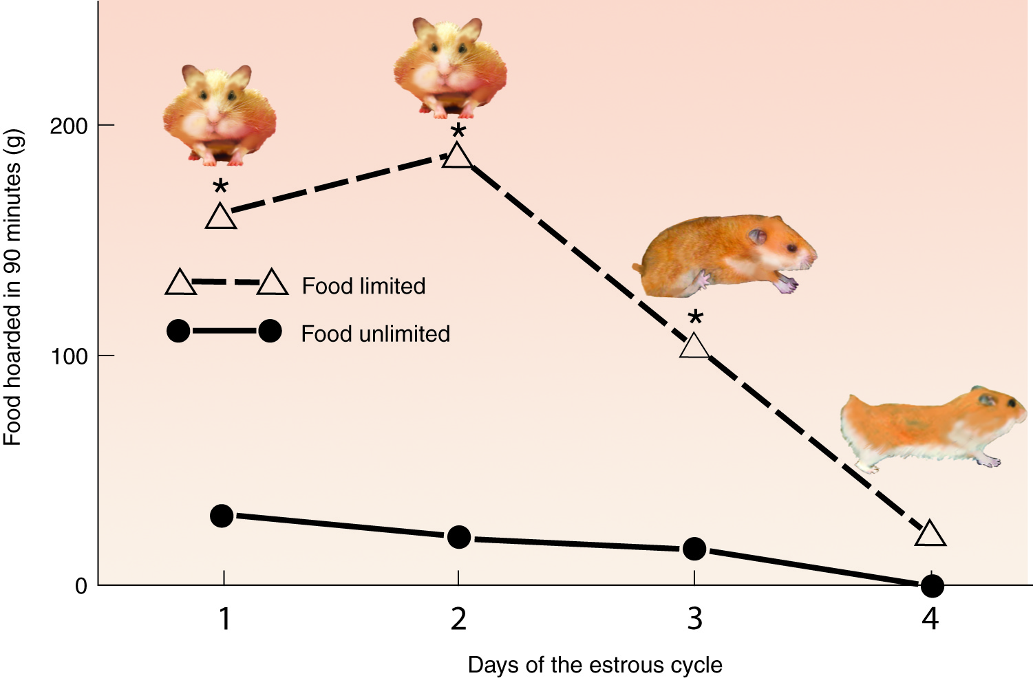 Life Cycle of Hamsters
