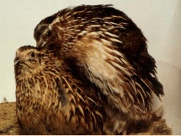 quail mating