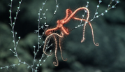 A chrysogorgiid octocoral seen with an ophiuroid brittle star associate on bare coral skeleton, which is very unusual as brittle stars are usually associated with healthy coral tissue. Image courtesy of the NOAA Office of Ocean Exploration and Research, 2017 American Samoa.