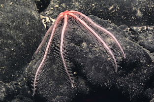 A brisingid sea star clings to a ferromanganese cobble. The cobble, and the associated sea star, were collected shortly after being imaged by D2. Image courtesy of the NOAA Office of Ocean Exploration and Research, 2017 American Samoa.