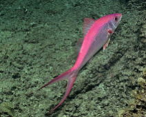 February 17 A deepwater longtail red snapper observed off Ta’u island, within National Marine Sanctuary of American Samoa. (HR)